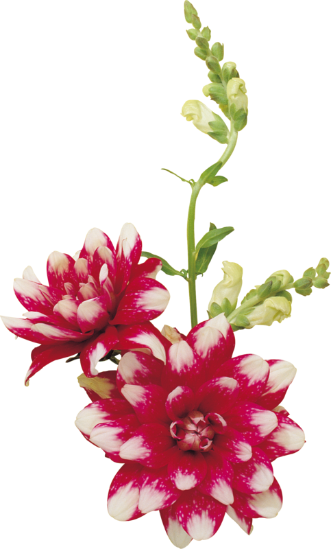 Publicat De Eu Ciresica La - Flower (483x800), Png Download