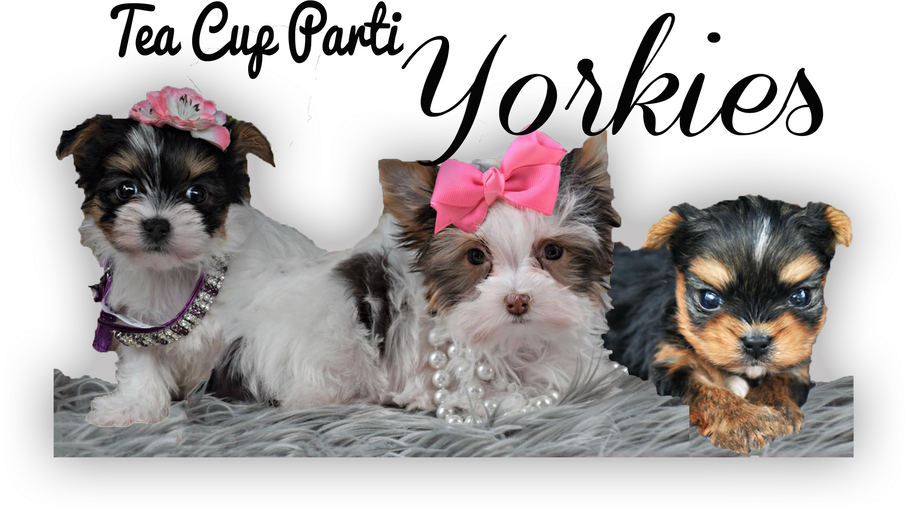 Tea Cup Parti Yorkies - Tea (3737x2069), Png Download