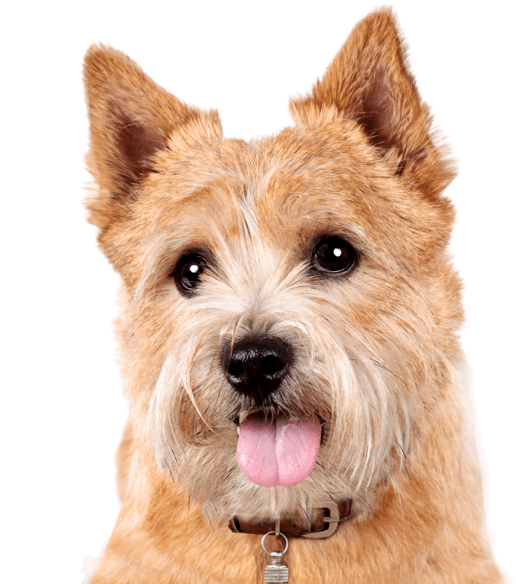 Search - Terrier (565x585), Png Download