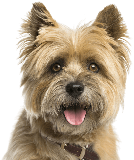 Cairn Terrier - Cairn Terrier No Background (565x585), Png Download
