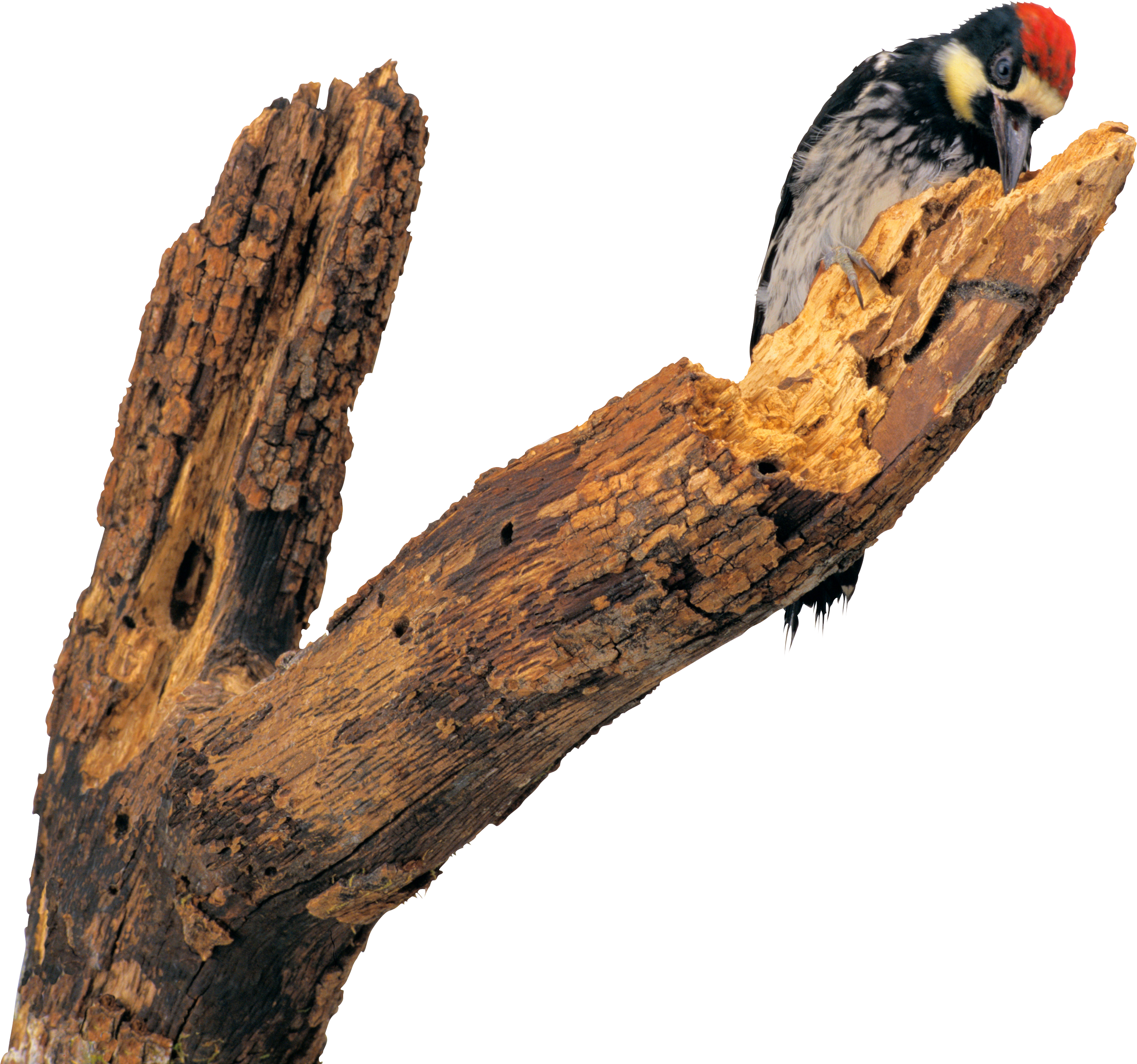 Woodpecker Png - Клипарт Дятел На Прозрачном Фоне (2687x2515), Png Download