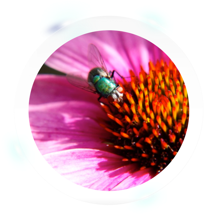 Fumigation Services - Macro Photography (800x752), Png Download