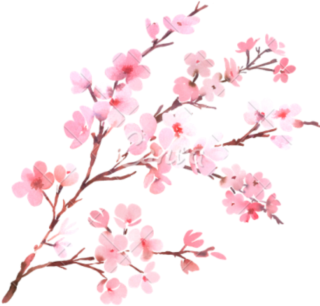 Download Clipart Png Download Cherry Blossom Free Png Transparent Transparent Background Cherry Blossom Png Png Image With No Background Pngkey Com