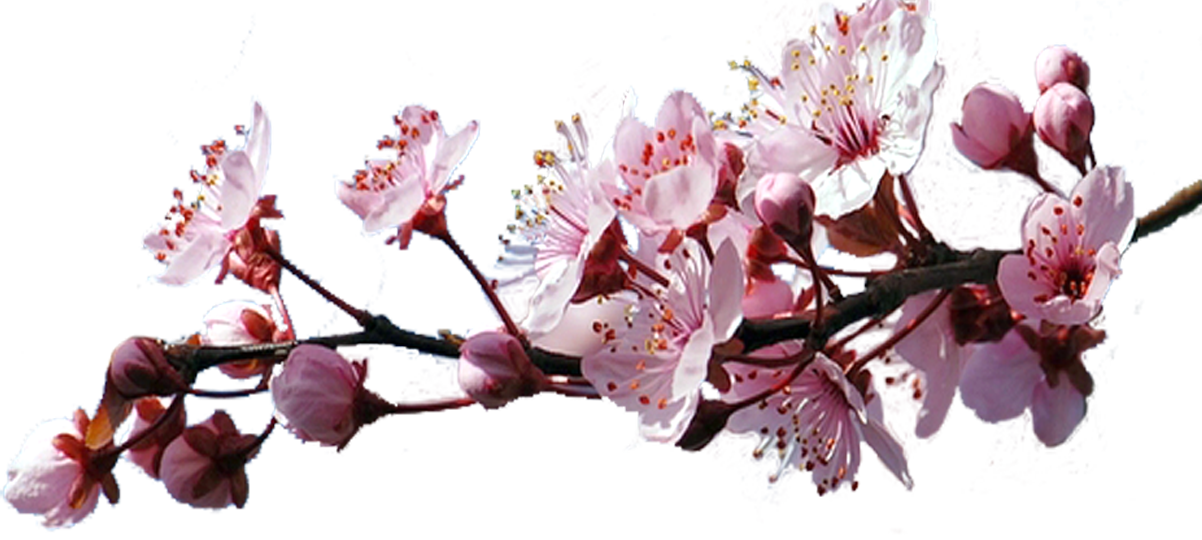 Ветки Сакуры Пнг (1202x540), Png Download