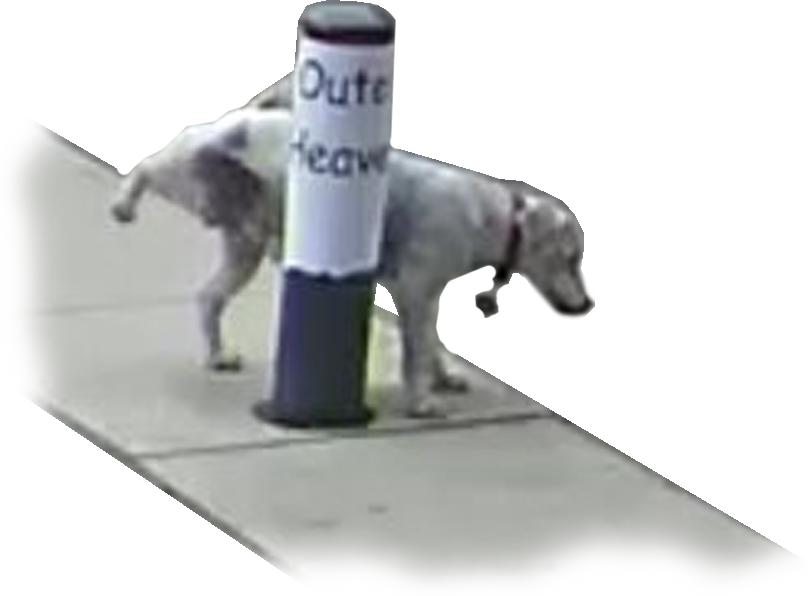 Post - Longdog (808x596), Png Download