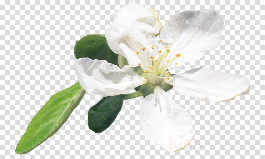 Dio Brando Meme Clipart Dio Brando Jotaro Kujo Jonathan - Transparent Bass Clef (900x540), Png Download