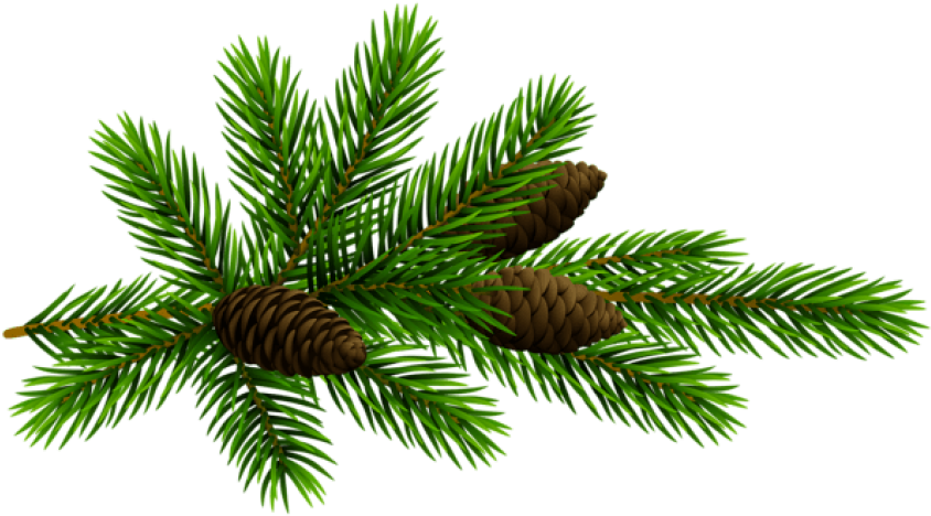 Free Png Pine Branchand Cones Transparent Png Images (850x469), Png Download