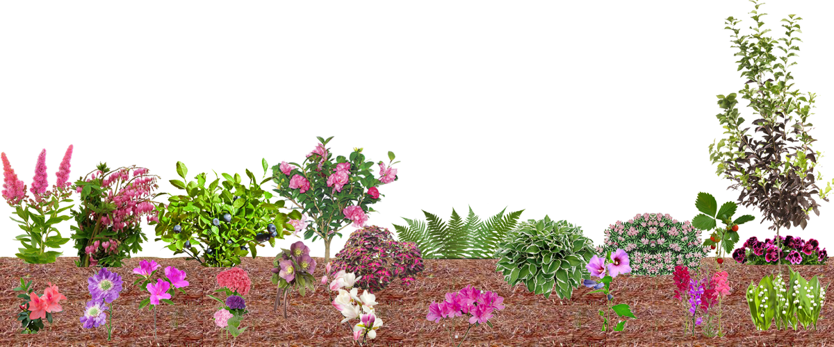 What Flourishes In Pine Straw - Bougainvillea (1200x500), Png Download