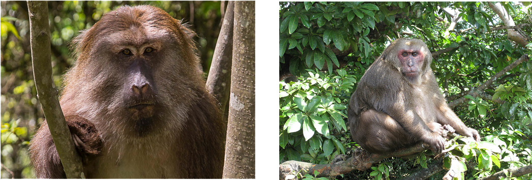 Diet-induced Obesity Model - Japanese Macaque (1100x412), Png Download