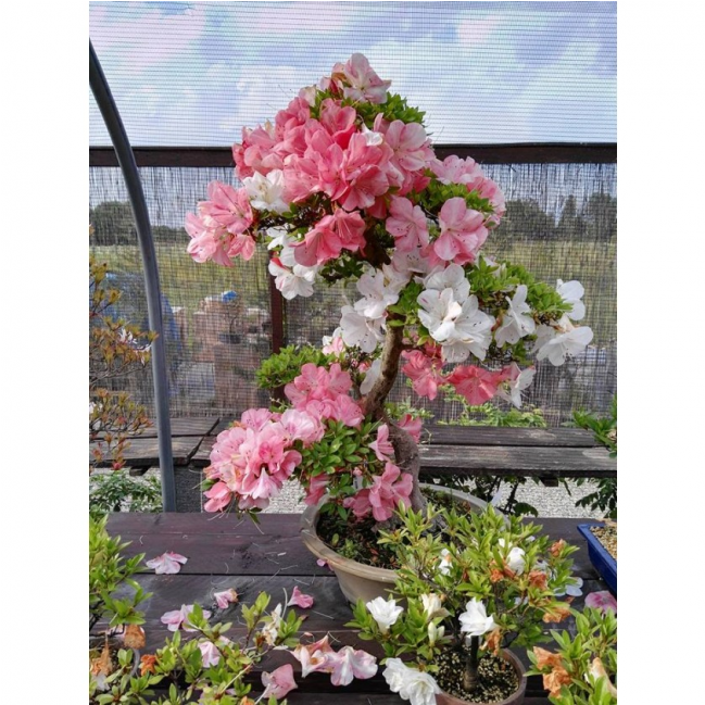 By Luca Florian - Rhododendron (1170x648), Png Download