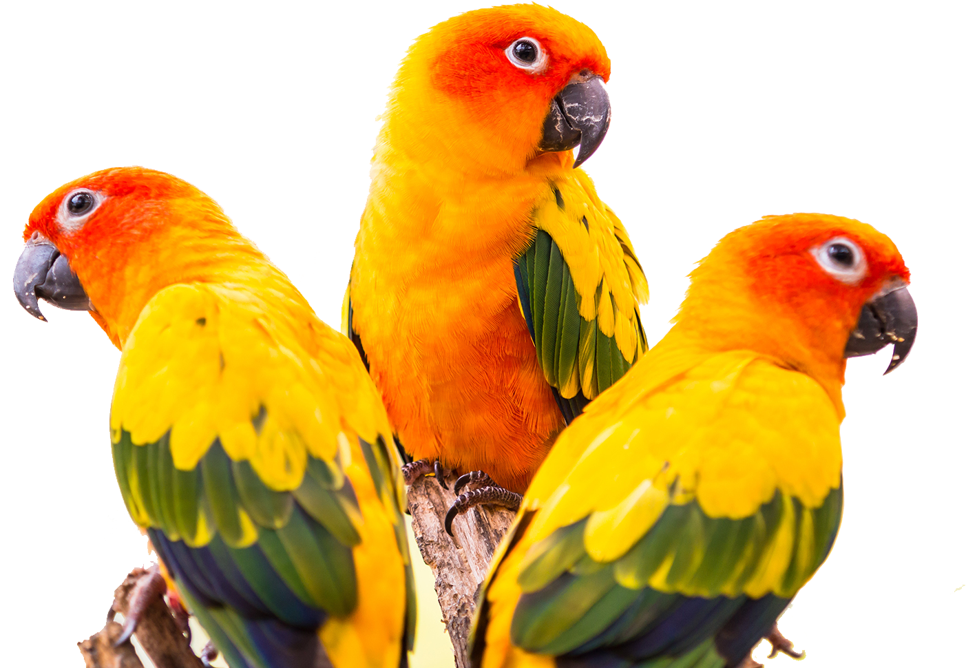 Conure Green Cheeked Parakeet Bird Colorful Greencheeked - Sun Conure Bird Png (1900x1267), Png Download