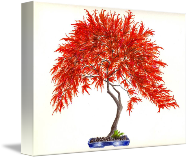 Image Library Library Bonsai Drawing Digital - Acer Palmatum Inaba-shidare (650x546), Png Download