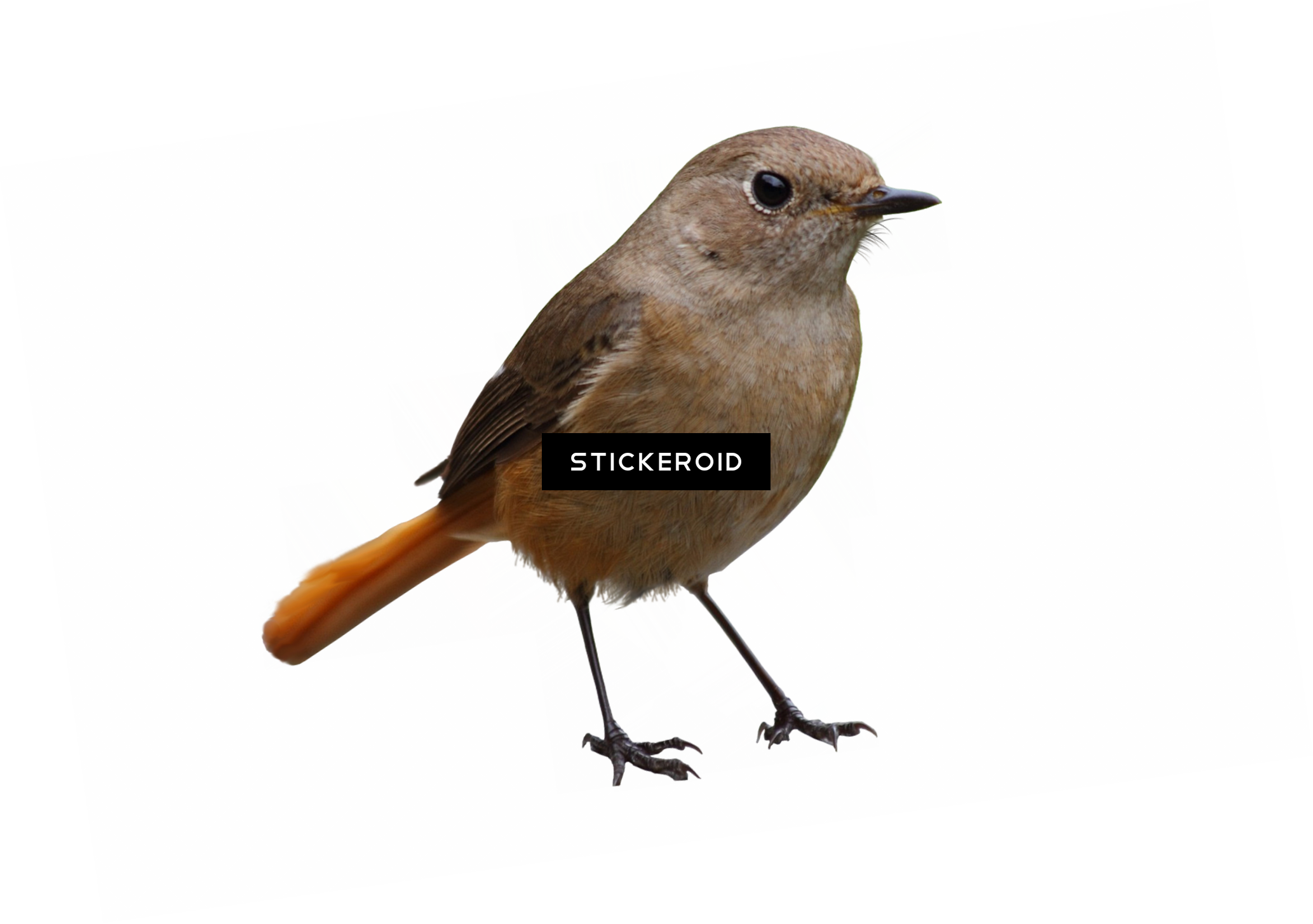 Bird Birds - Bird (2067x1455), Png Download