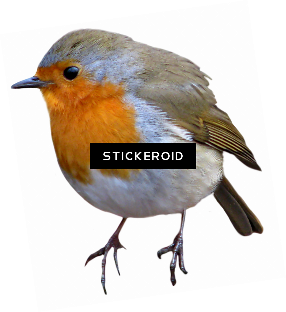 European Robin Birds - European Robin (966x1054), Png Download