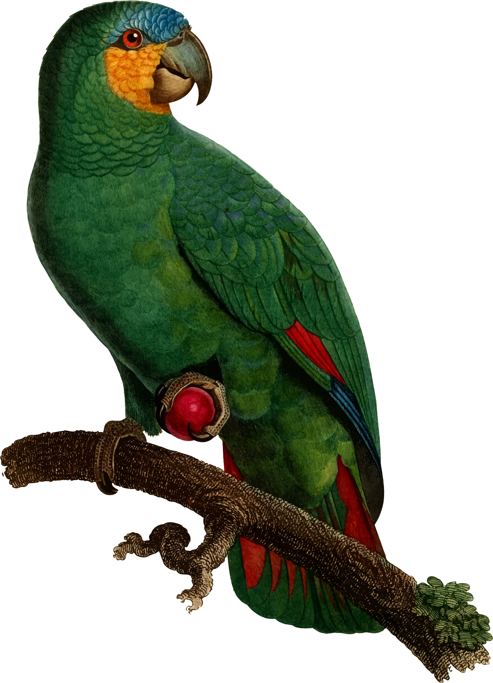 Parrot Clipart Perico - Jacques Barraband - Barraband Parrot, Pl 110 (1714x2377), Png Download