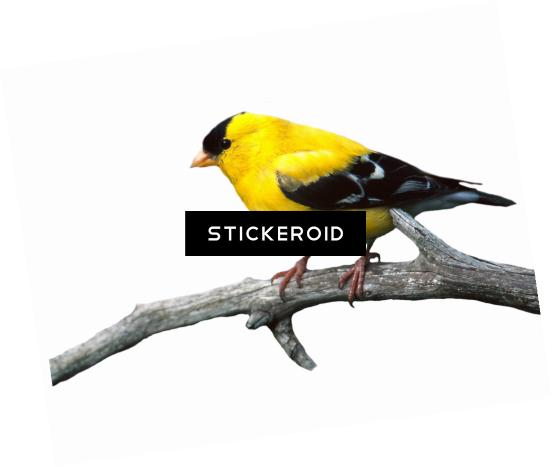 European Robin Birds (1099x930), Png Download