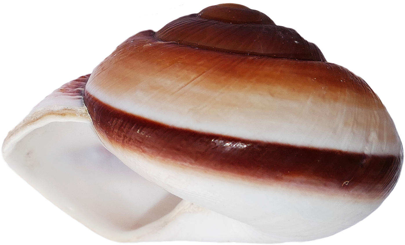 Free Png Ocean Sea Shell Png Images Transparent - Shell (850x580), Png Download
