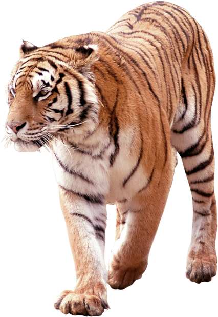 South China Tiger Png (715x715), Png Download