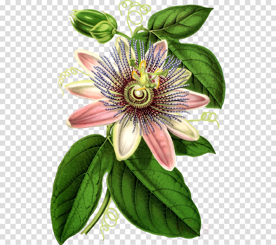 Download Botanical Drawing Passion Vine Clipart Purple - Passion Flowers Drawing Png (900x800), Png Download