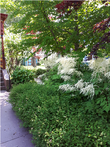 4 - - Tree (688x516), Png Download