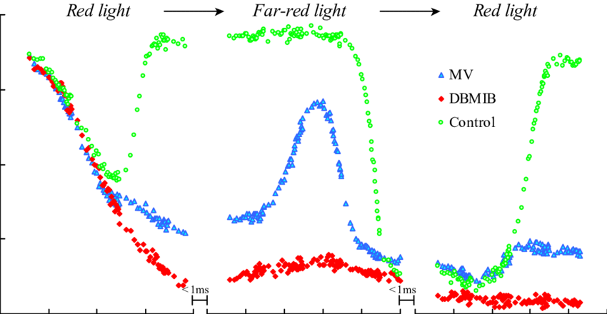 Leaves Were Exposed To A Sequence Of Red Fr (15 S) - Plot (850x440), Png Download