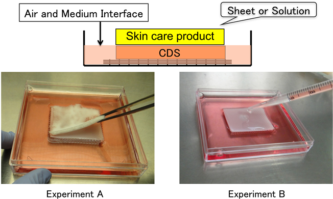 Culture System Using Wound Surface Model - Skin Care (903x390), Png Download