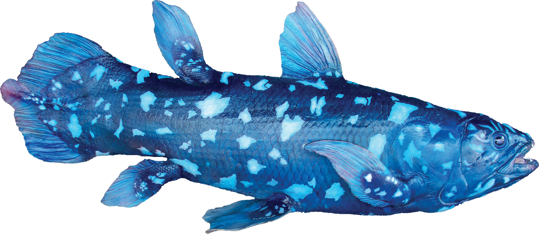Latimeria Chalumnae Coelacanth - Coelacanth Latimeria Chalumnae (1721x749), Png Download