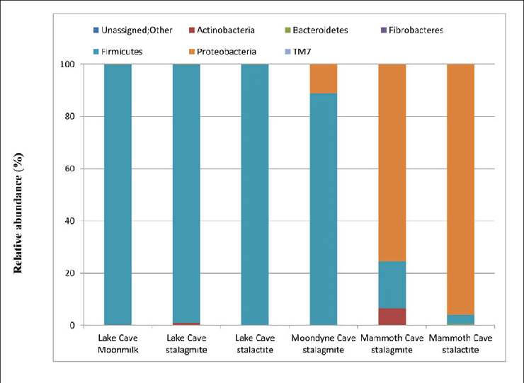 Bacterial Population Composition At Phylum Level In - Bacteria (740x541), Png Download