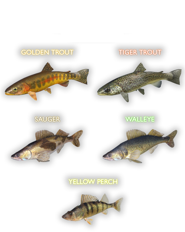 Maybe You Should Find Out For Yourself About The Secrets - Trout (610x800), Png Download