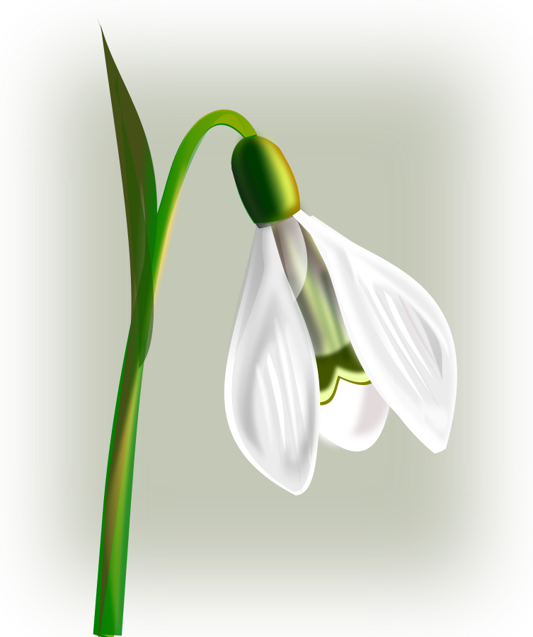 Snowdrop Png (753x900), Png Download
