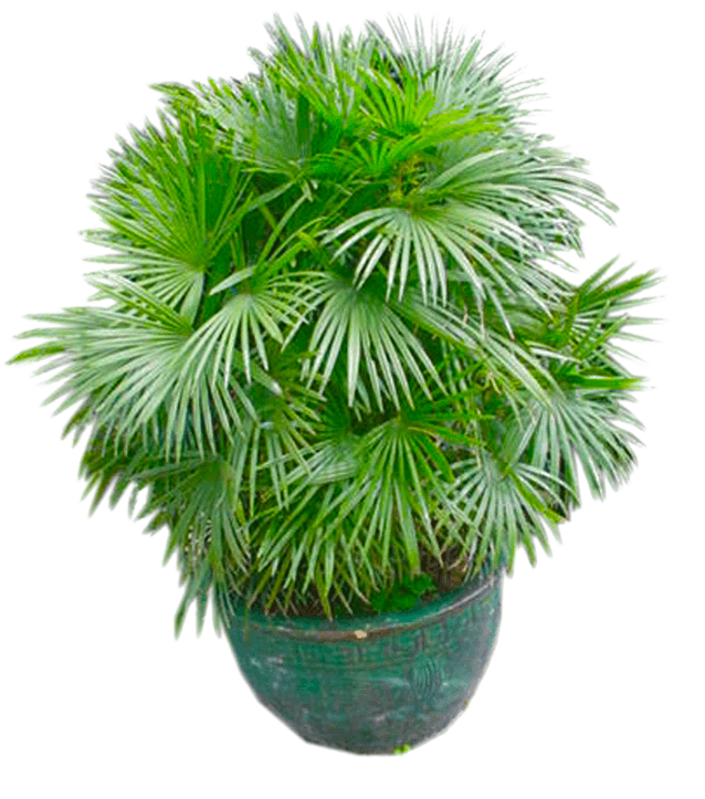 Plant Png - Houseplant (1056x1056), Png Download