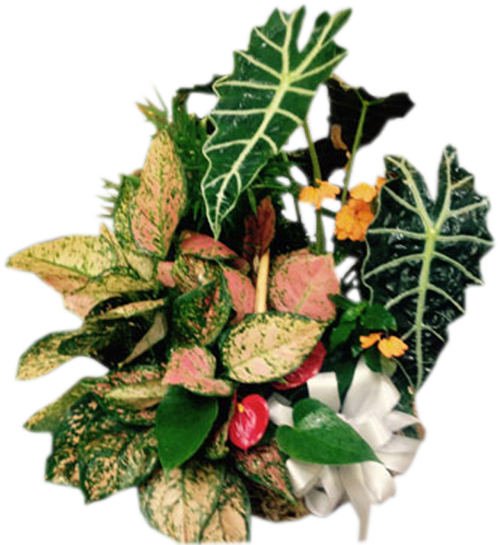 Tropical European Garden (600x600), Png Download