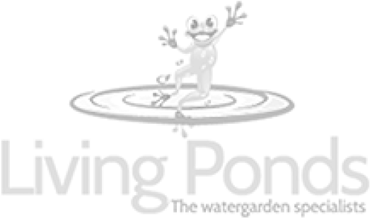 Water Plants - Floating Azolla - Pond (578x578), Png Download