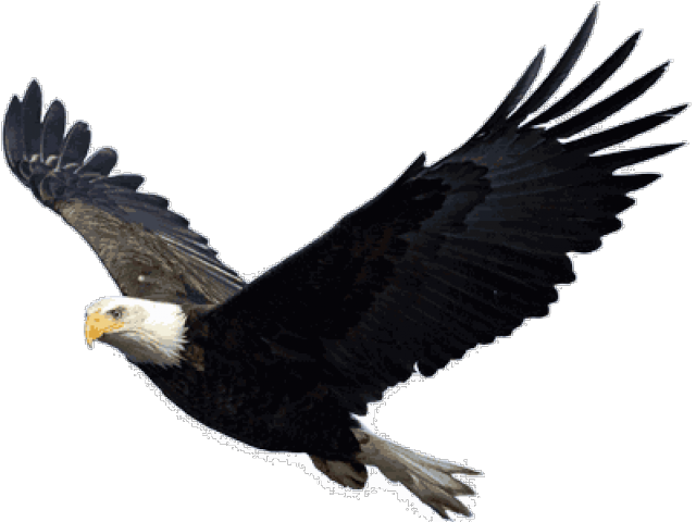 Bald Eagle Png Transparent Images - Eagle Png (640x480), Png Download