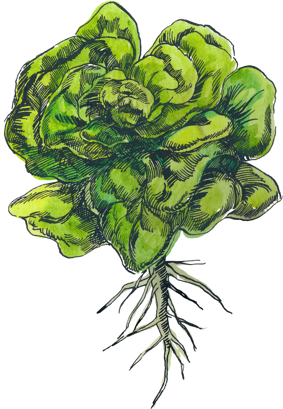 Illustration 1 - Artificial Flower (1000x1433), Png Download