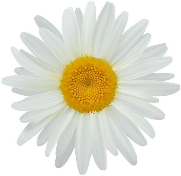 Daisy Clip Art Png Image - Sun Flower White Png (600x585), Png Download
