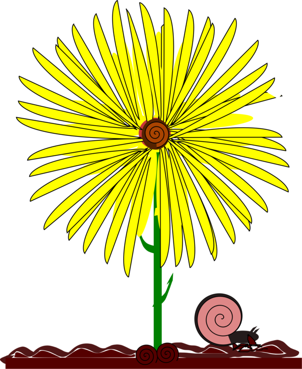 Common Daisy Common Sunflower Yellow Snail (613x749), Png Download