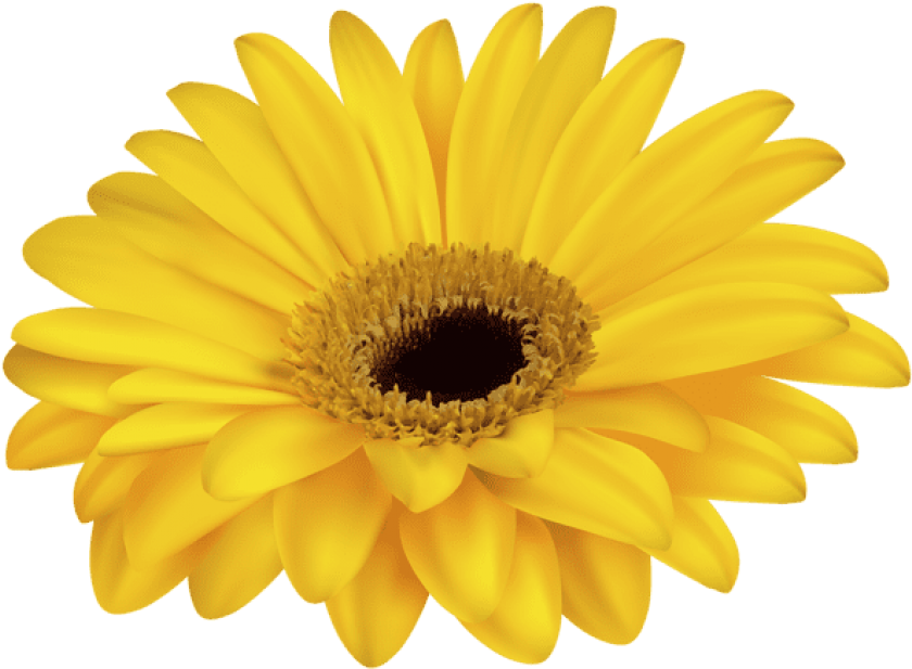 Free Png Yellow Gerbera Decorative Transparent Png - Yellow Flowers Transparent Backgrounds (850x621), Png Download