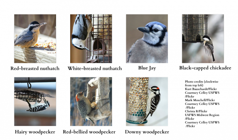 Have You Seen These Guys - Duluth (800x470), Png Download