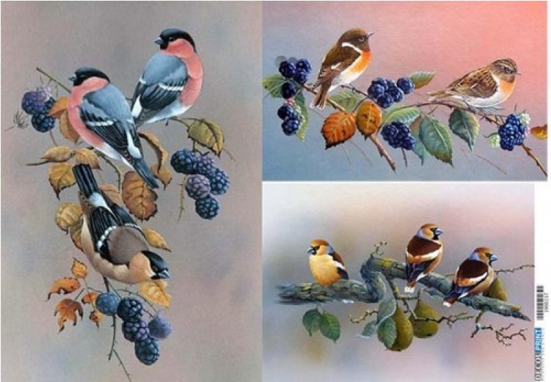 Artland Ruud Weenink: Ast Mit Beeren Und Vögel, Produkt:leinwand, (800x800), Png Download