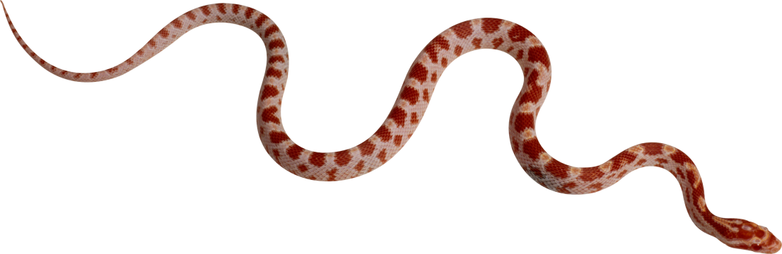 Snakes S Snake - Smooth Like A Snake (1106x360), Png Download