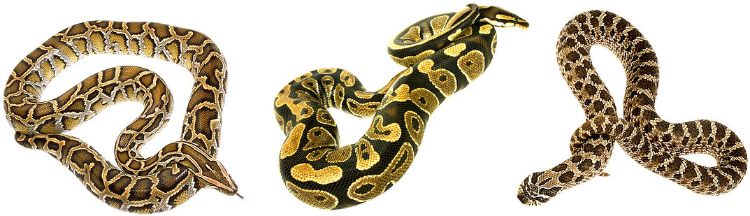 Snake, Terrarium, Camo, Bastards - Snakes (1102x340), Png Download