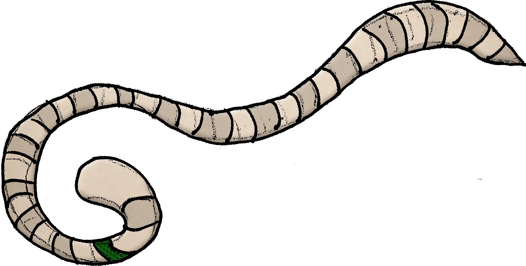 Worm Lock B - Zophobas Morio (1748x884), Png Download