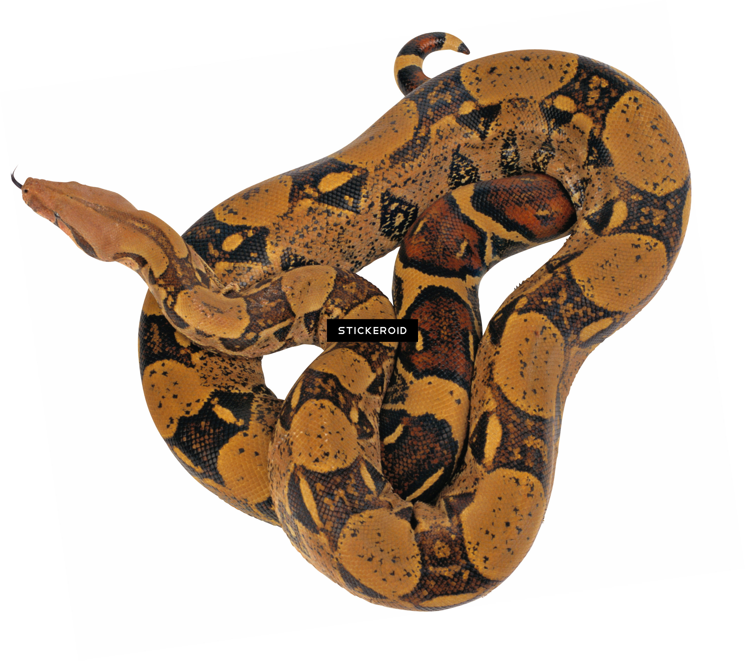Snake - Python Animal Png (2942x2610), Png Download