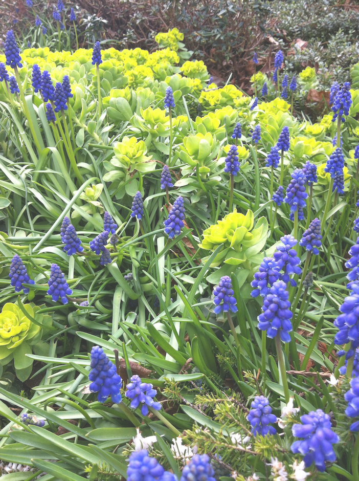 Bluebells-transparen - - Grape Hyacinth (702x940), Png Download