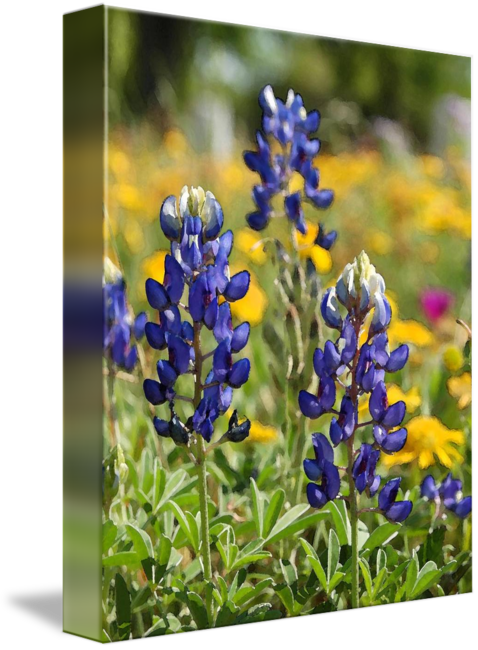 Graphic Freeuse Stock Bluebonnets Drawing Single (478x650), Png Download