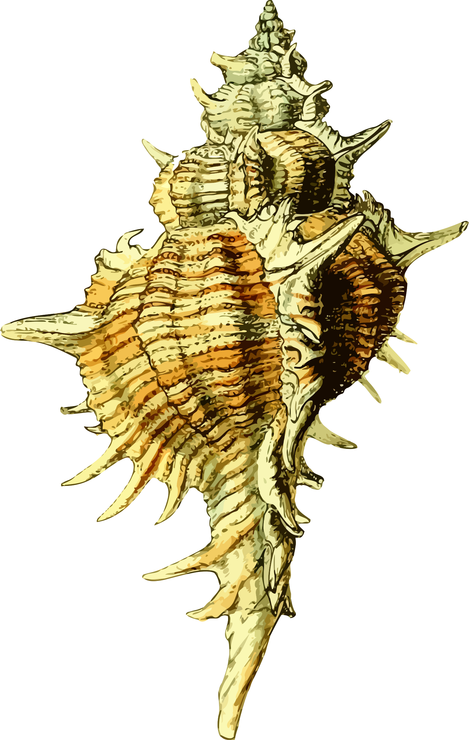 This Free Icons Png Design Of Sea Shell 43 (1522x2400), Png Download