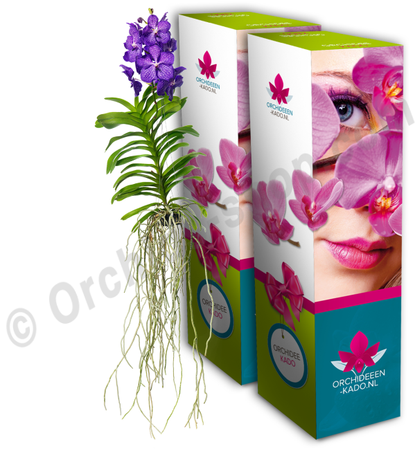Vanda Blue Magic - Vanda Blue Magic Ss1 (650x650), Png Download