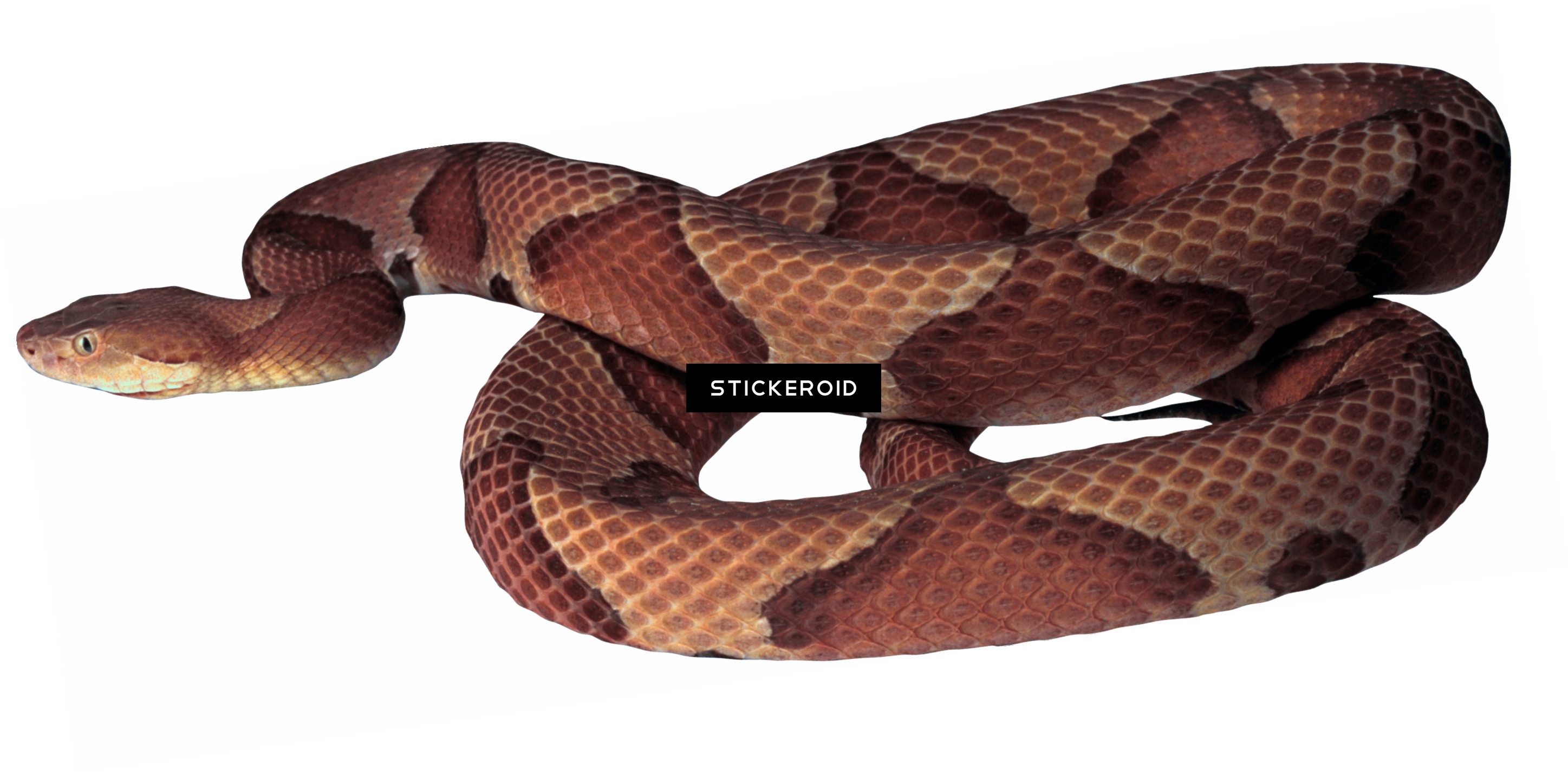 Snake - Photograph (2895x1432), Png Download