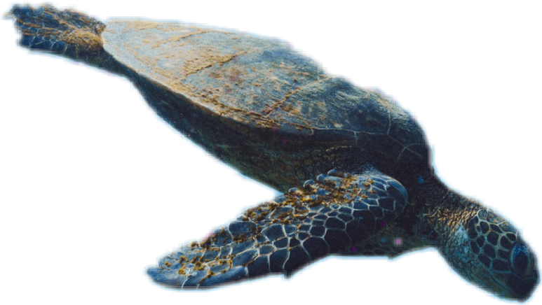 Turtle (773x436), Png Download